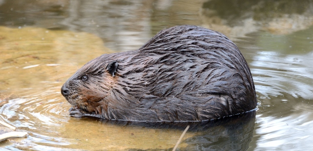 szczegóły Planeta Česko - DVD