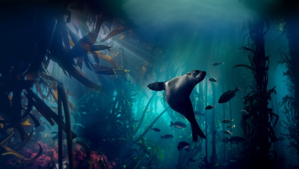 szczegóły Zázračná planeta II & Modrá planeta II Boxset - UHD Blu-ray + Blu-ray (bez CZ)