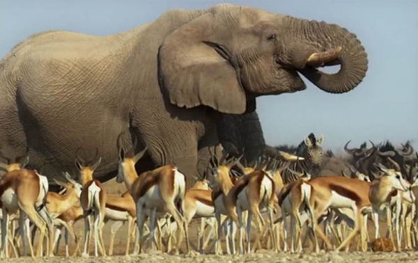 szczegóły Zázračná planeta II & Modrá planeta II Boxset - UHD Blu-ray + Blu-ray (bez CZ)