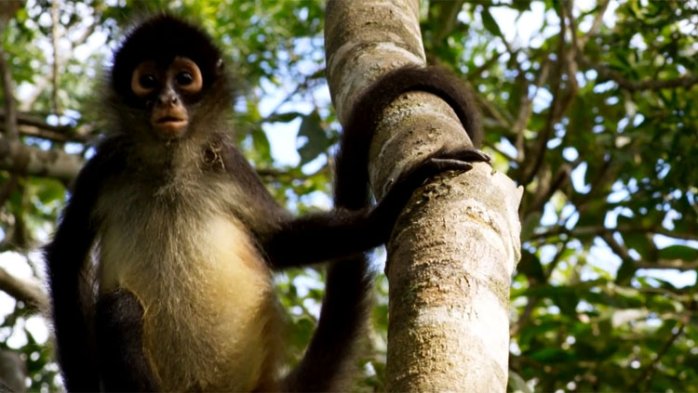 szczegóły Zázračná planeta II - 4K Ultra HD Blu-ray + Blu-ray 4BD (bez CZ)