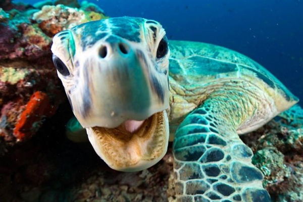 szczegóły Zázračná planeta II & Modrá planeta II Boxset - UHD Blu-ray + Blu-ray (bez CZ)