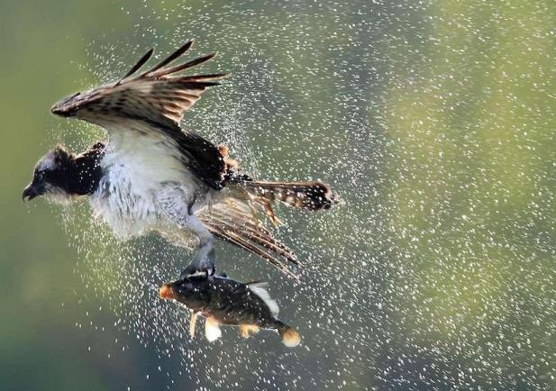 szczegóły Planeta Česko - DVD